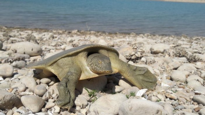 Adıyaman'da nesli tükenme tehlikesi altında olan Fırat kaplumbağası görüldü