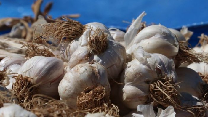 Kastamonu'da sarımsak üreticileri güneşe hasret