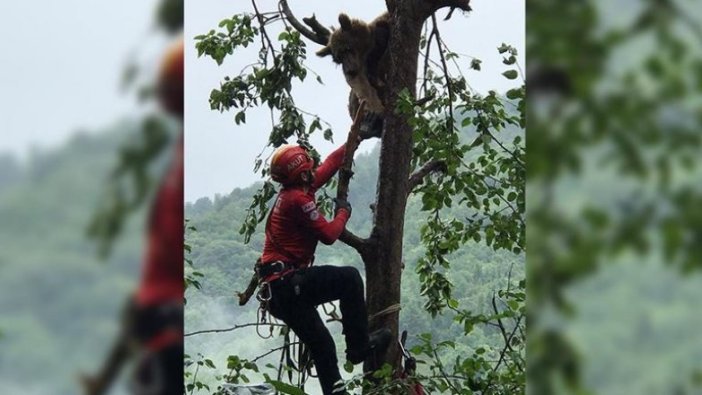 Rize'de çıktığı ağaçta mahsur kalan ayı AKUT ekiplerince kurtarıldı