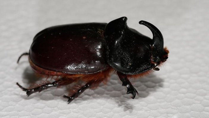 Gergedan böceğini toplayanlara 73 bin 747 lira ceza