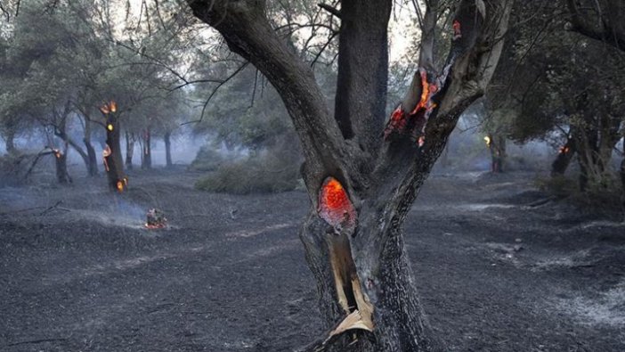 Tarihi Gelibolu Yarımadası'ndaki orman yangını kontrol altına alındı