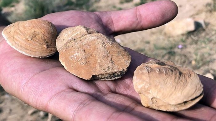 Iğdır'da şimdi de midye fosiline rastlandı