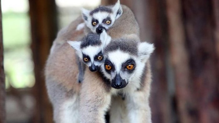 Madagaskar'daki 33 lemur türü yok olma riskiyle karşı karşıya