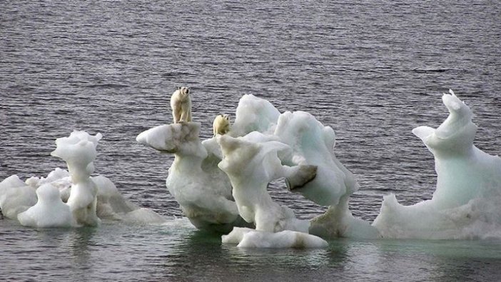 Kutup ayılarının nesli bu yüzyıl içinde tükenebilir