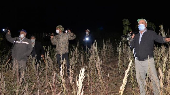 Bilecikli çiftçiler 25 gündür 'domuz nöbetinde'