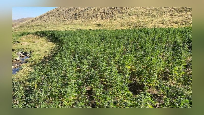 Van'da 1 milyon 560 bin 57 kök Hint keneviri ele geçirildi