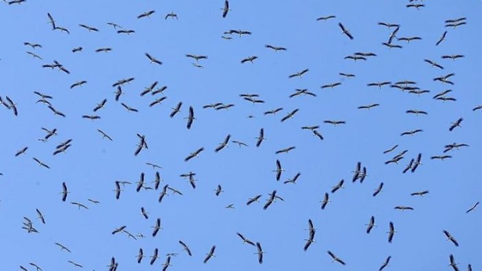 Binlerce leyleğin göç yolculuğu kameralara yansıdı