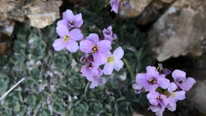 Nesli tükenmişti yeniden göründü