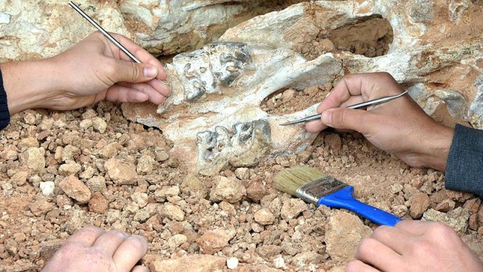 Son Afrika Dinazorunun fosili bulundu