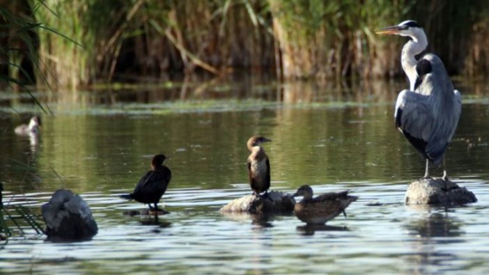 'Doğu'nun kuş cenneti'nde göç hazırlığı başladı