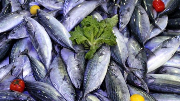 Denizlerde palamudun bol olması bekleniyor