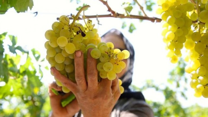 Sofralık üzüm hasadına başlandı