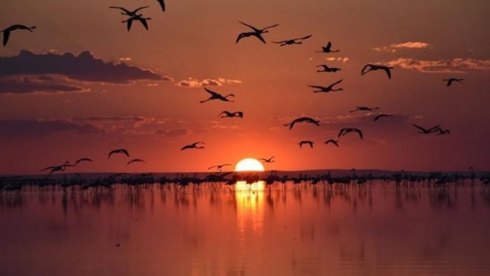 Tuz Gölü'ndeki misafir flamingoların göçü başladı