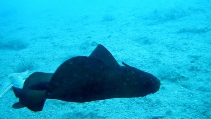 Saros Körfezi'nde 'İspanyol dansçısı' balığı görüntülendi