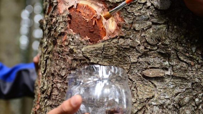 Karadeniz'deki üç ilde ladin ormanlarını 40 bin faydalı böcek koruyacak