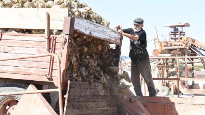 Eskişehir’de şeker fabrikasında bu yıl 140 bin ton şeker üretilecek