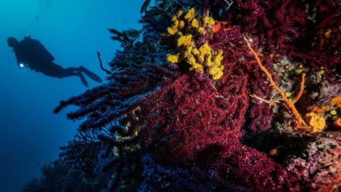 Kırmızı Mercanların derinlerdeki evi 'Ayvalık'