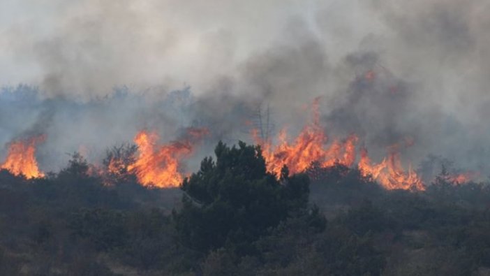 Orman yangınları yaban hayatını da 'tüketiyor'