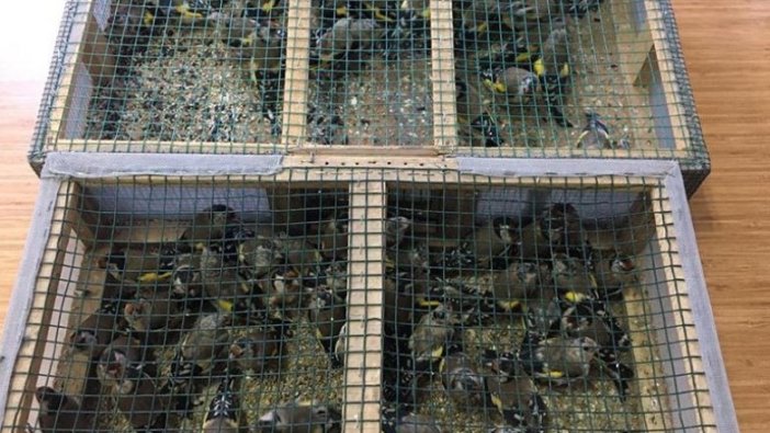 Adana'da tuzakla saka kuşu avlayan baba ve oğluna 91 bin 350 lira ceza