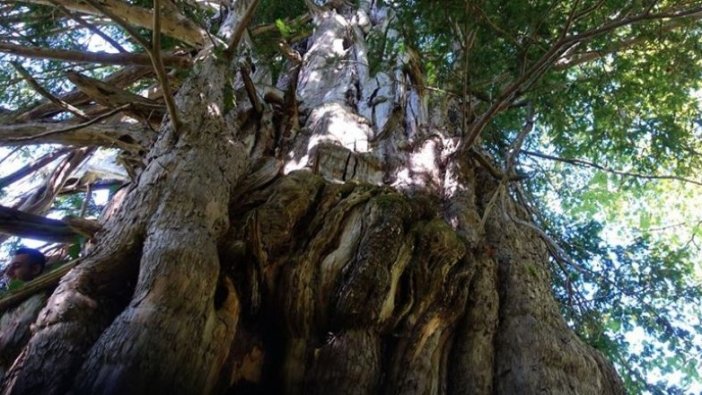 Artvin'de koruma altına alınan 1200 yıllık porsuk ağacı ihtişamıyla göz dolduruyor