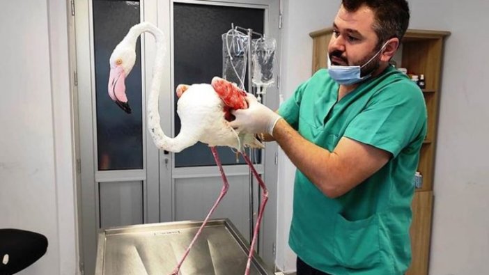 Denizli'de yaralı bulunan flamingo, tedavisinin ardından doğaya bırakıldı