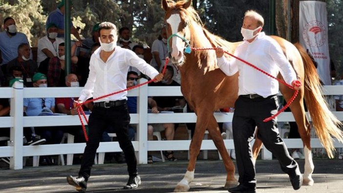 Safkan elit Arap koşu tayı satış ihalesi yapılacak