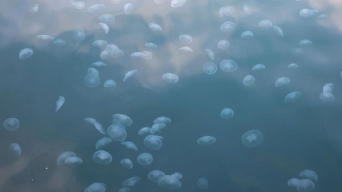 Marmara Denizi'nde denizanası sayısındaki artış dikkat çekiyor