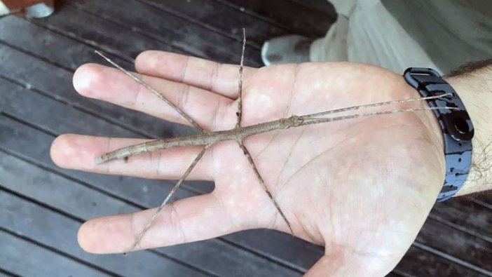 Hayalet böcek 'dal' görenleri şaşırtıyor