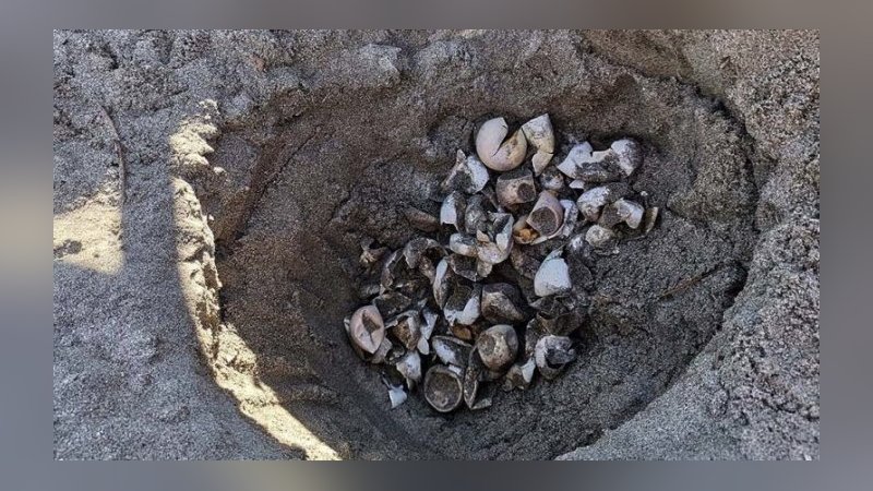 Marmara'da şaşırtan keşif