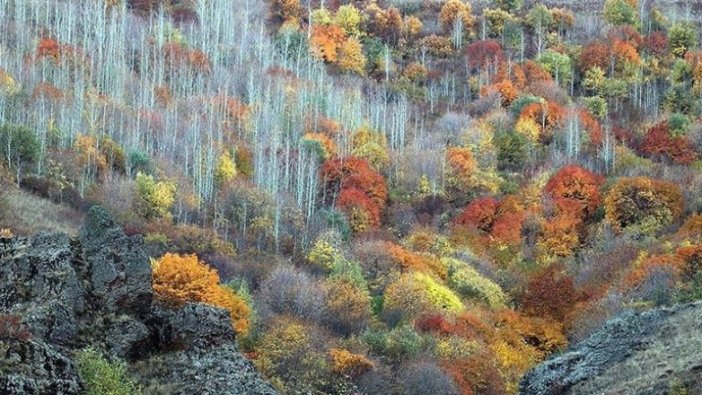 Ağrı dağlarındaki ağaçlarda sonbaharda renk cümbüşü yaşanıyor