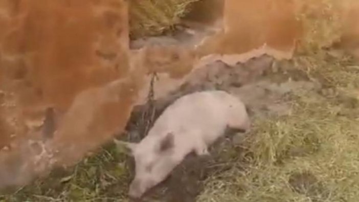 Ermenilerin işgal altında tuttukları köyün camisinde domuz besledikleri ortaya çıktı