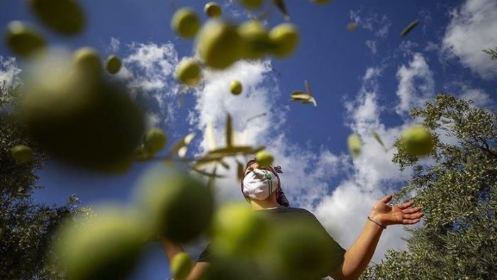 Antalya'da zeytin bahçelerinde hasat hareketliliği