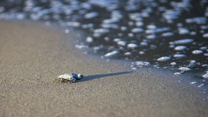 Korunan alanlarda 199 bin yavru kaplumbağa denize ulaştı