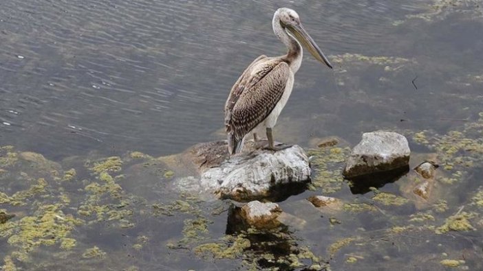 Beyşehir Gölü Milli Parkı'nda alnız pelikan ilgi odağı oldu