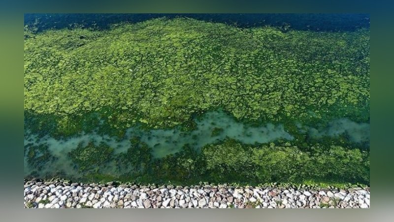 'Deniz marulları' İzmir Körfezi'ni yeşile bürüdü