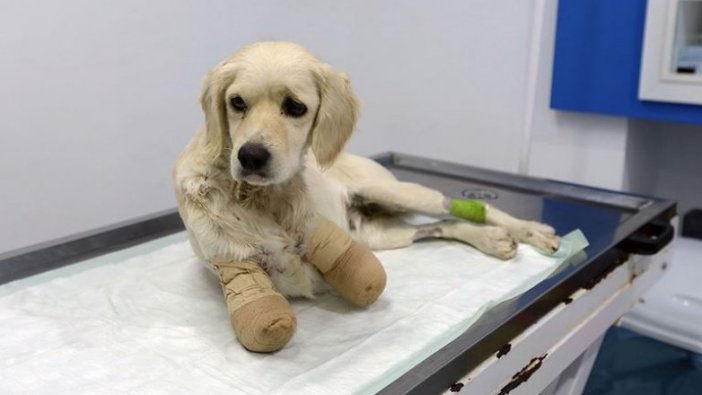 Samsun'da patileri kesilen köpekle ilgili 3 kişi gözaltına alındı
