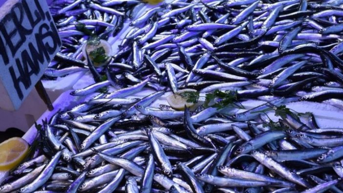 Balık bolluğu vatandaşın yüzünü güldürdü