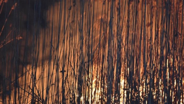 Eber Gölündeki yangında yaklaşık 600 dönüm kamışlık arazi zarar gördü