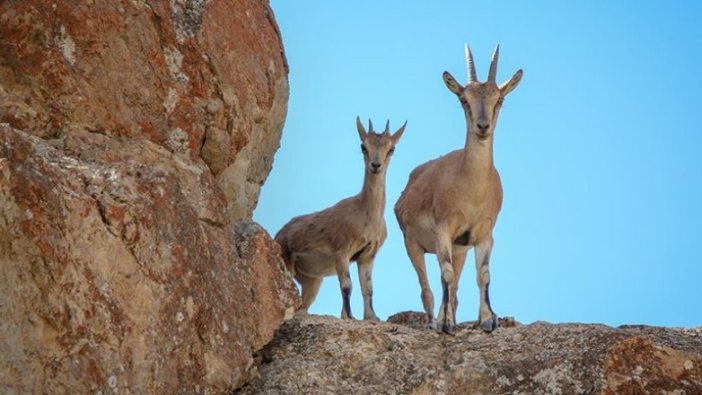 Tunceli'de yaban keçisi avlayan 3 kişiye 83 bin 331 lira ceza