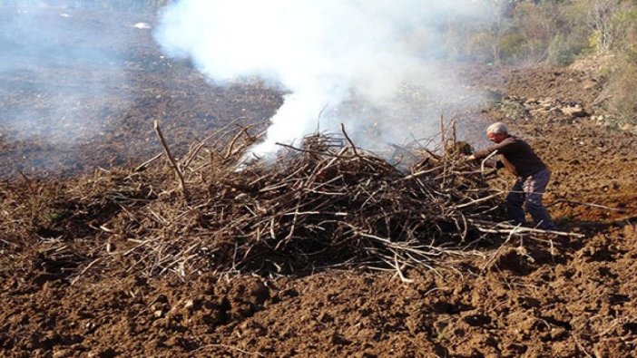Drakula böcekleri fındık ağaçlarına girdi