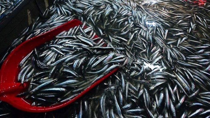 Hamsi bereketi balıkçının yüzünü güldürdü