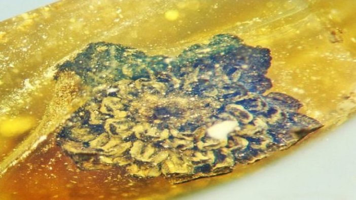 100 milyon yıl öncesine ait yeni bir çiçek türü keşfedildi