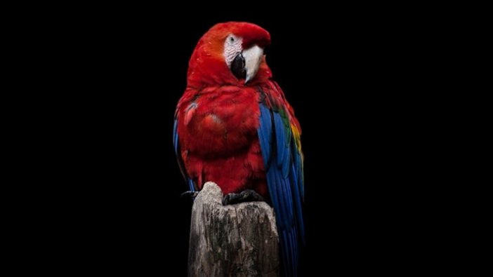 2 bin 500'ü aşkın nadir canlı türleri korumaya alındı