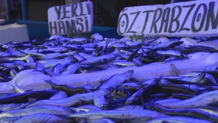 Karadeniz'de avı yasaklanan hamside fiyatlar değişmedi