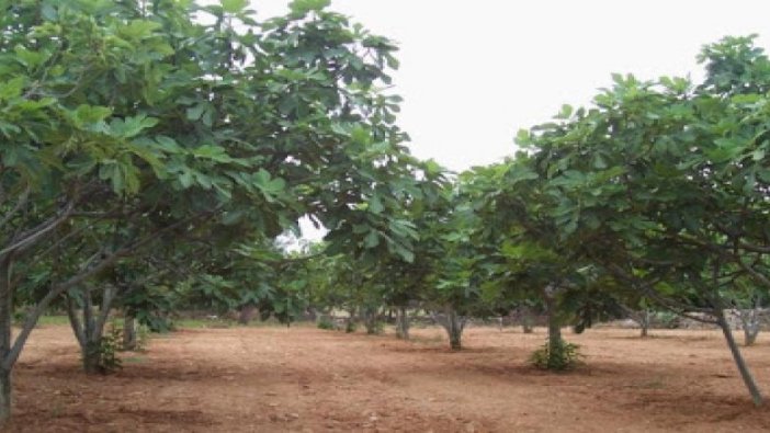 icradan satılık incir bahçesi