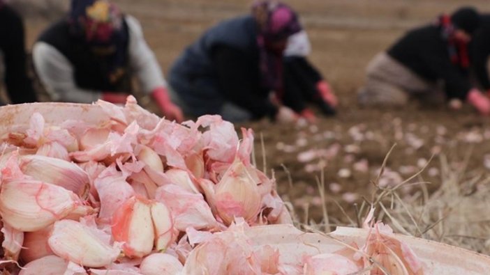 Kastamonu'nun 'beyaz altın'ında ekim dönemi başladı
