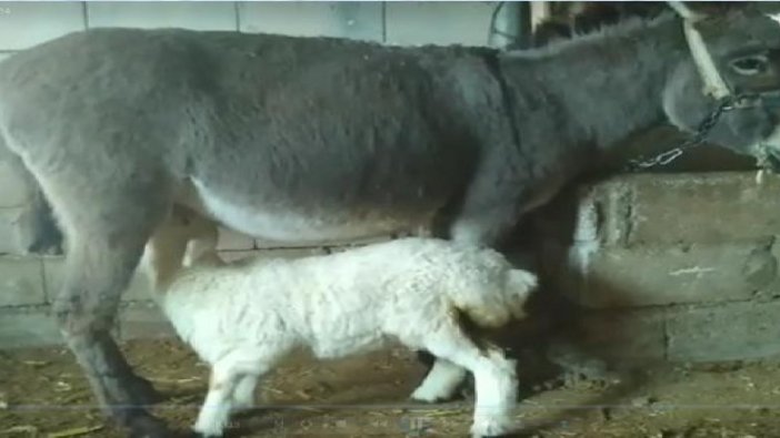 20 günlük kuzunun annesi eşek oldu