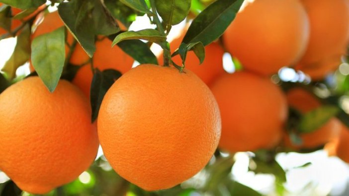 Tarım İşletmesi Müdürlüğü açıkladı