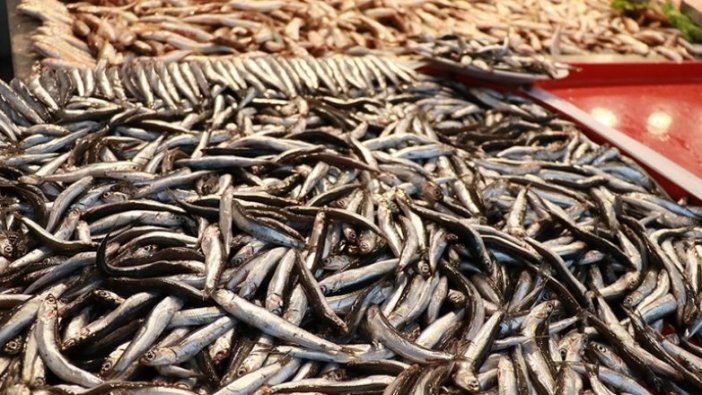 Av yasağının kaldırılmasıyla Marmara hamsisi tezgahlardaki yerini aldı