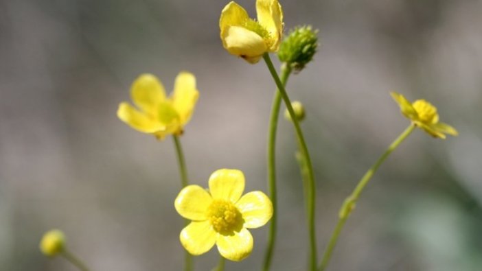 Tuz Gölü havzasında yeni bitki türü keşfedildi